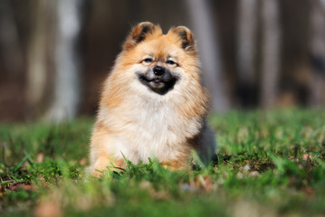 red spitz dog portrait outdoors