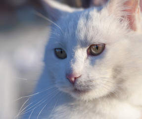 White cat having a rest on a sunny day