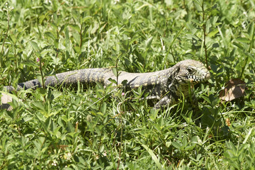 Leguan