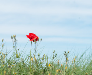 Obraz premium Czerwony mak