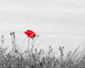 Fototapeta premium Mak w kolorze na czarno-białym tle