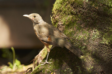 Rotbauch-Drossel - Turdus rufiventris
