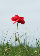 Obraz premium Coquelicot rouge 