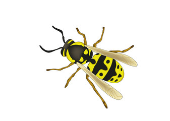 Vector illustration of a nice bee, un'ape vettoriale isolata su sfondo bianco