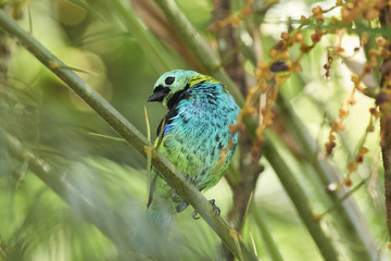 Grünkopffink - Tangara seledon