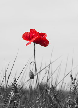 coquelicot rouge sur fond noir et blanc