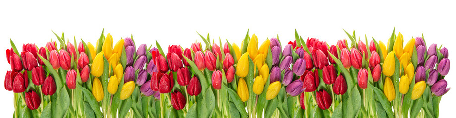 Fresh spring tulip flowers. Colorful floral border. Holidays