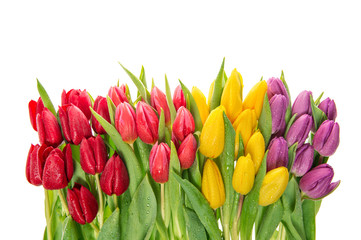 Fresh spring tulip flowers isolated on white background