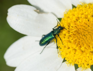 Lytta, insecte vert brillant 