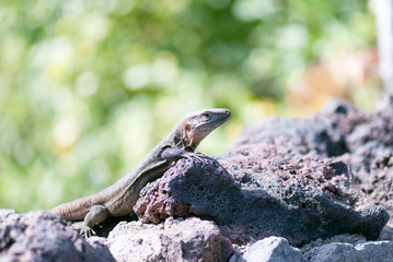 Lizard