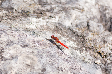 Red dragonfly