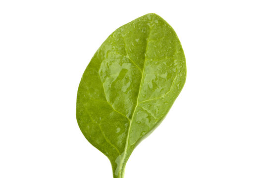 fresh spinach leaf