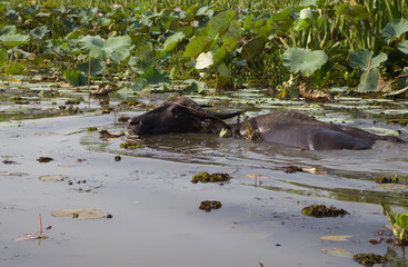 Water buffalo in the lotus pond at Thale Noi, Phatthalung in Tha