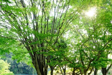 朝の新緑風景