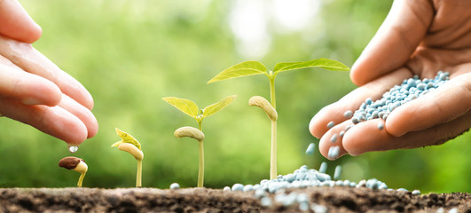 Hand nurturing young plants growing in germination sequence with chemical fertilizer