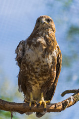 Injured buzzard. Buzzard on branch. Injured wing of buzzard. Sad buzzard on branch.