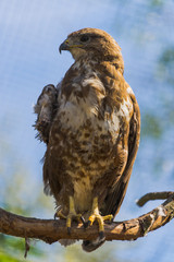 Injured buzzard. Buzzard on branch. Injured wing of buzzard. Sad buzzard on branch.