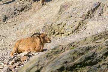 Lying baby goat on mountain. Young mountain goat. Mountain goat. 