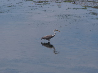 Grey heron in the lagoon Yatsu, Chiba April, 2016