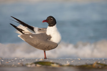 Laughing Gull