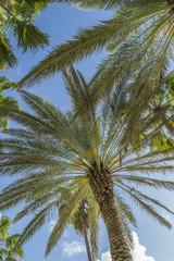 Fototapeta premium coconuts palm tree perspective view from floor high up