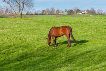 Horse grazing on green pastures of horse farm. Country landscape