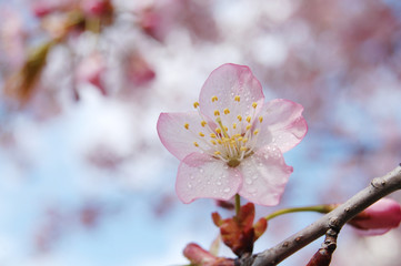桜　春　北海道