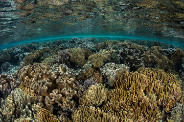 Naklejka na ściany i meble Shallow Coral Reef in Raja Ampat