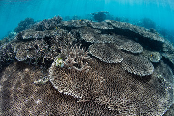 Sunlight Shining on Corals in Raja Ampat