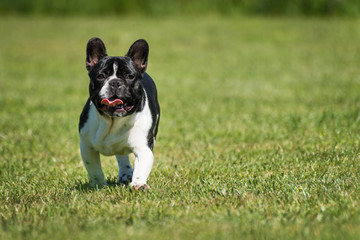 French bulldog on green grass