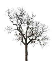 Tree isolated on white