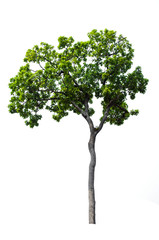 Tree isolated on white