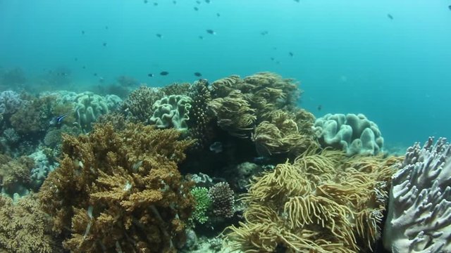 Beautiful Reef in Raja Ampat
