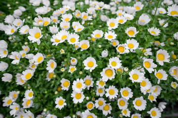 Daisy flower field in spring season.