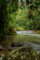 Naklejka na ściany i meble River tropical montane cloud forest, Rio Pachijal, Ecuador