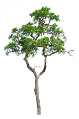 Obraz premium Tree isolated on white
