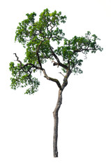 Obraz premium Tree isolated on white