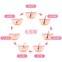 脱毛　毛周期　ヘアサイクル