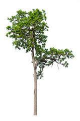 Tree isolated on white