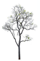 Fototapeta na wymiar Dry tree isolated on white