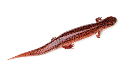 Red Salamander