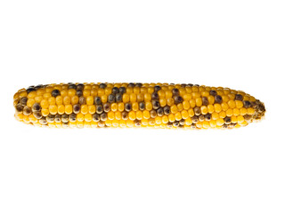 Fototapeta premium halloween corn