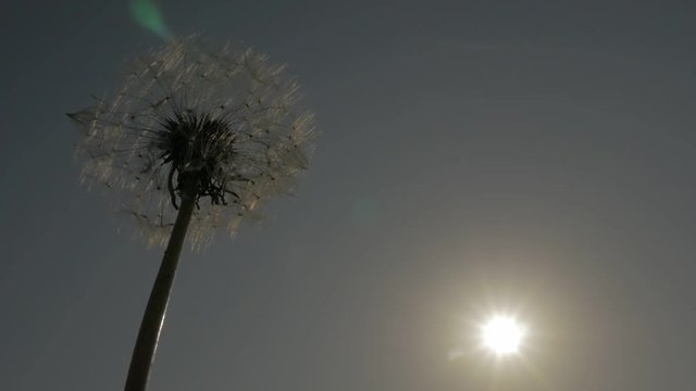 Dandelion bud in front of sunset FullHD 1920X1080 footage - Blowball before sunset slow motion HD 1080p video 