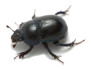 Earth-boring dung beetle, Geotrupes stercorosus isolated on white background