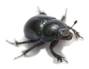 Earth-boring dung beetle, Geotrupes stercorosus isolated on white background