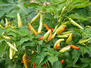 Chilli Padi, Bird's Eye Chilli, Bird Chilli, Thai pepper