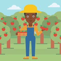 Farmer collecting apples.