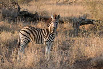 Fototapeta na wymiar Burchell's Zebra Calf (Equus burchellii) in Kruger National Park
