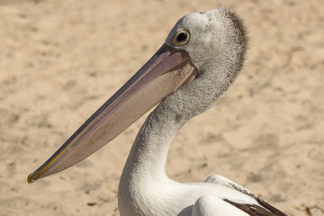 Australian Pelican (Pelecanus conspicillatus) portrait on beach, Port Stephens, NSW