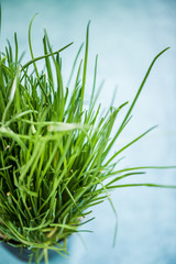 Fresh organic chive in pot